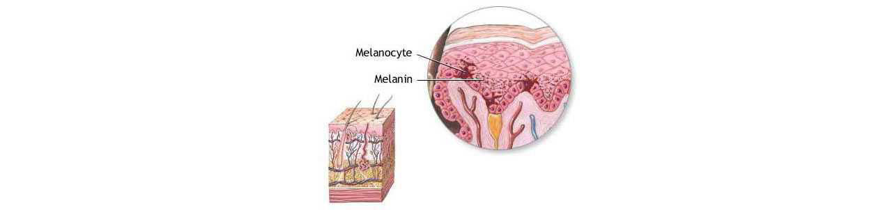 Illustration of the layers of the skin